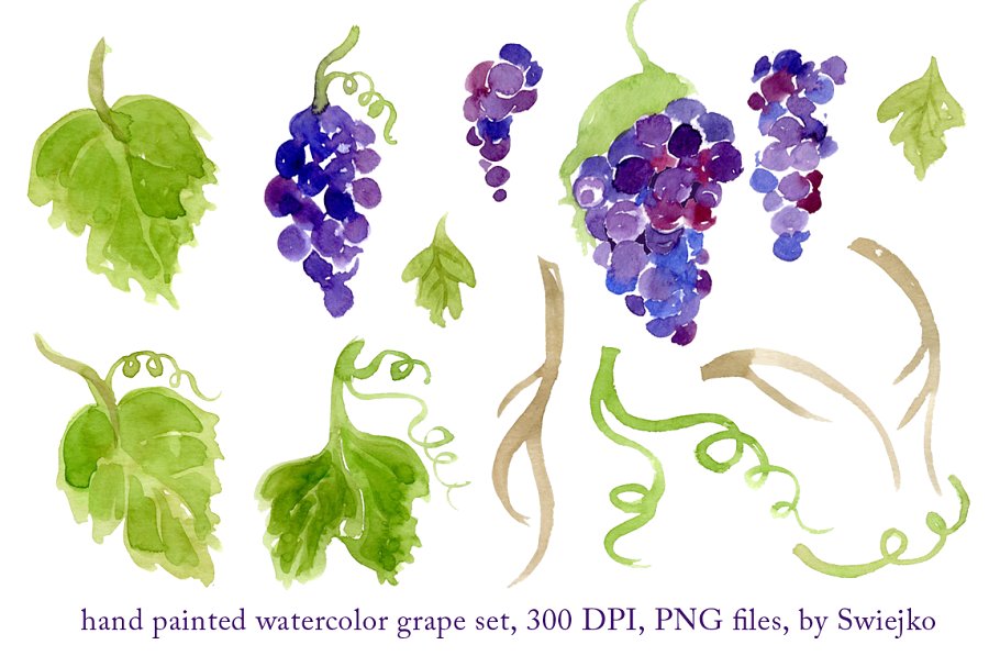 紫葡萄水彩剪贴画图案 Watercolor Grapes插图(1)