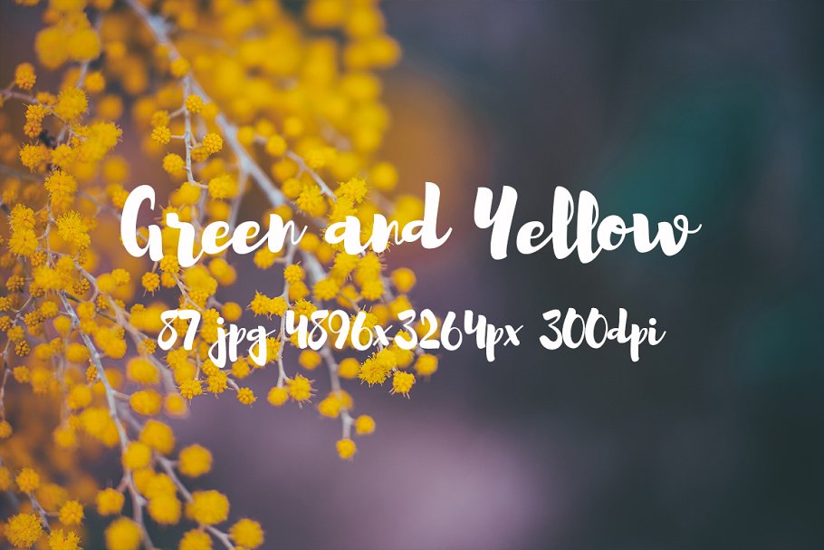 绿色和黄色植物花卉摄影照片集 Green and yellow photo pack插图(16)