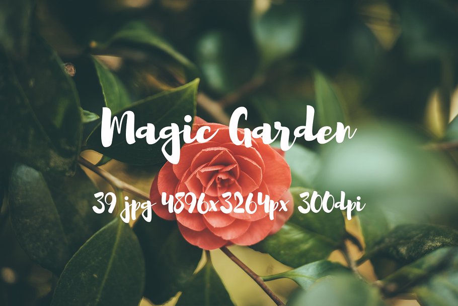 秘密花园花卉植物高清照片素材 Magic Garden photo pack插图(7)