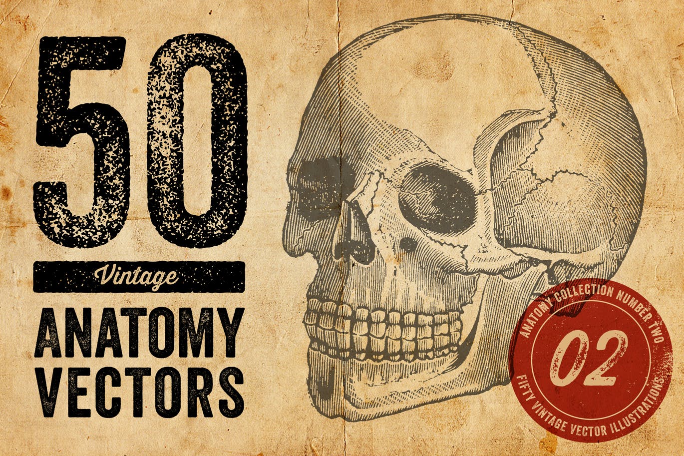 50个老式人体解剖矢量插图 Vintage Anatomy Vectors插图