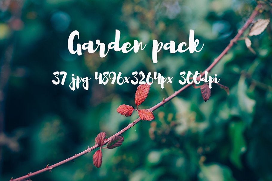 花园花卉植物高清照片素材 Garden photo Pack III插图