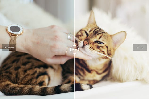 可爱宠物摄影照片处理效果PS滤镜插件 Pet Photoshop Actions Collection插图(1)