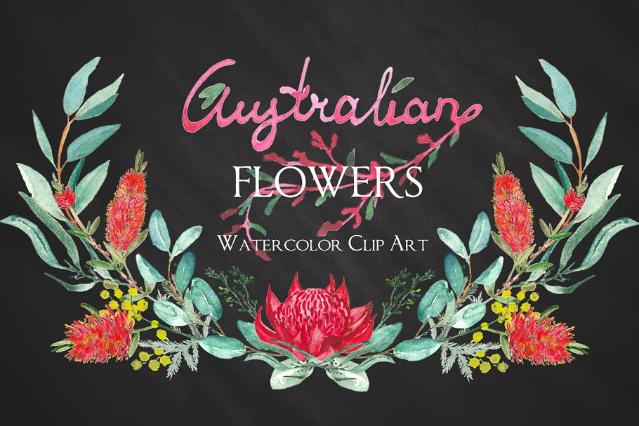 澳大利亚水彩花卉插画 Australian flowers watercolors插图(3)