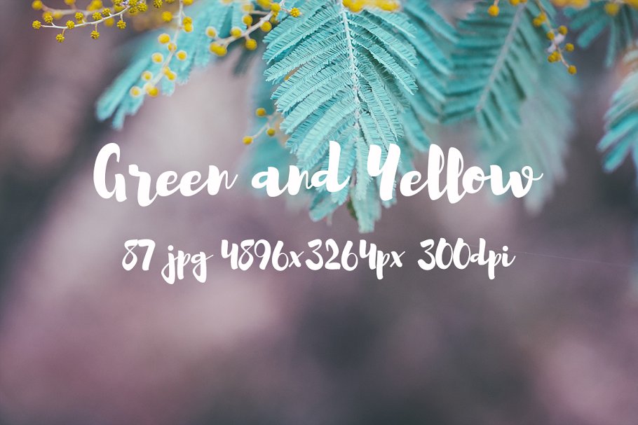 绿色和黄色植物花卉摄影照片集 Green and yellow photo pack插图(22)