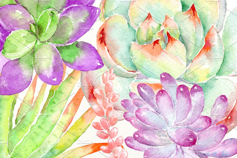 明亮的粉紫色多肉植物插画&花卉框架 Watercolor Succulent Plant插图(3)
