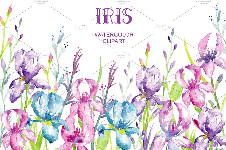 蓝紫色鸢尾属植物花卉水彩插画 Watercolor Blue, Purple Iris Clipart插图