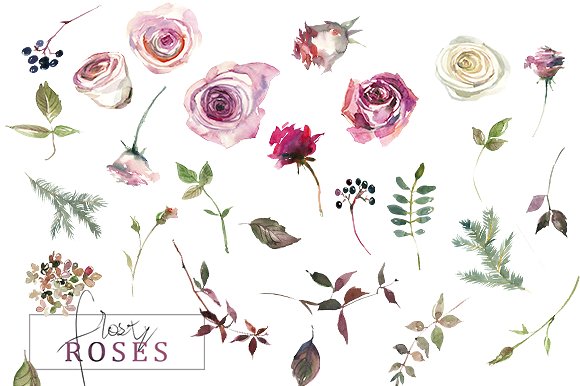 霜白玫瑰花水彩画设计素材 Frosty Roses Watercolor Flowers Set插图(16)