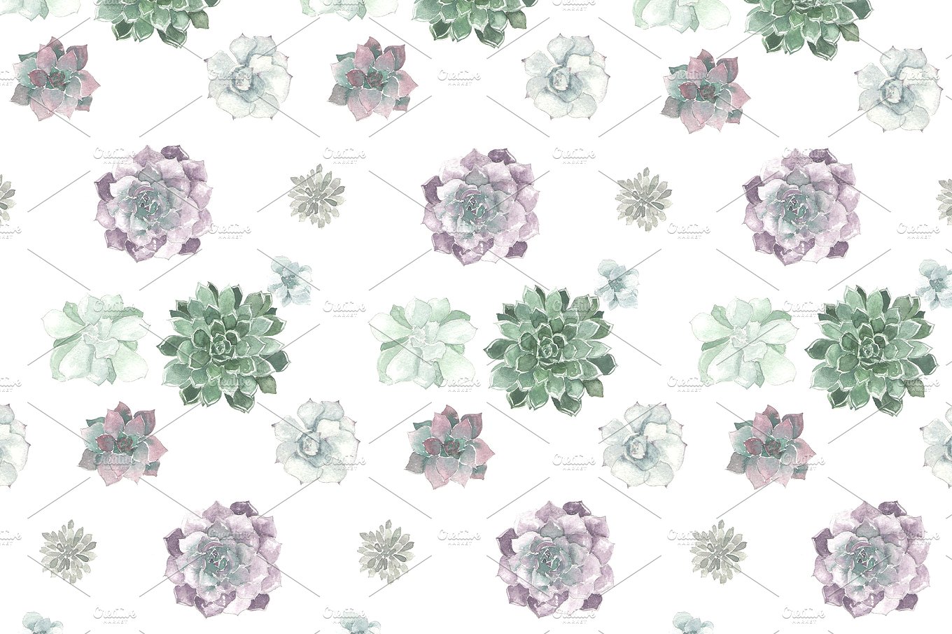 多肉花卉水彩插画 Watercolor succulent pattern插图(1)