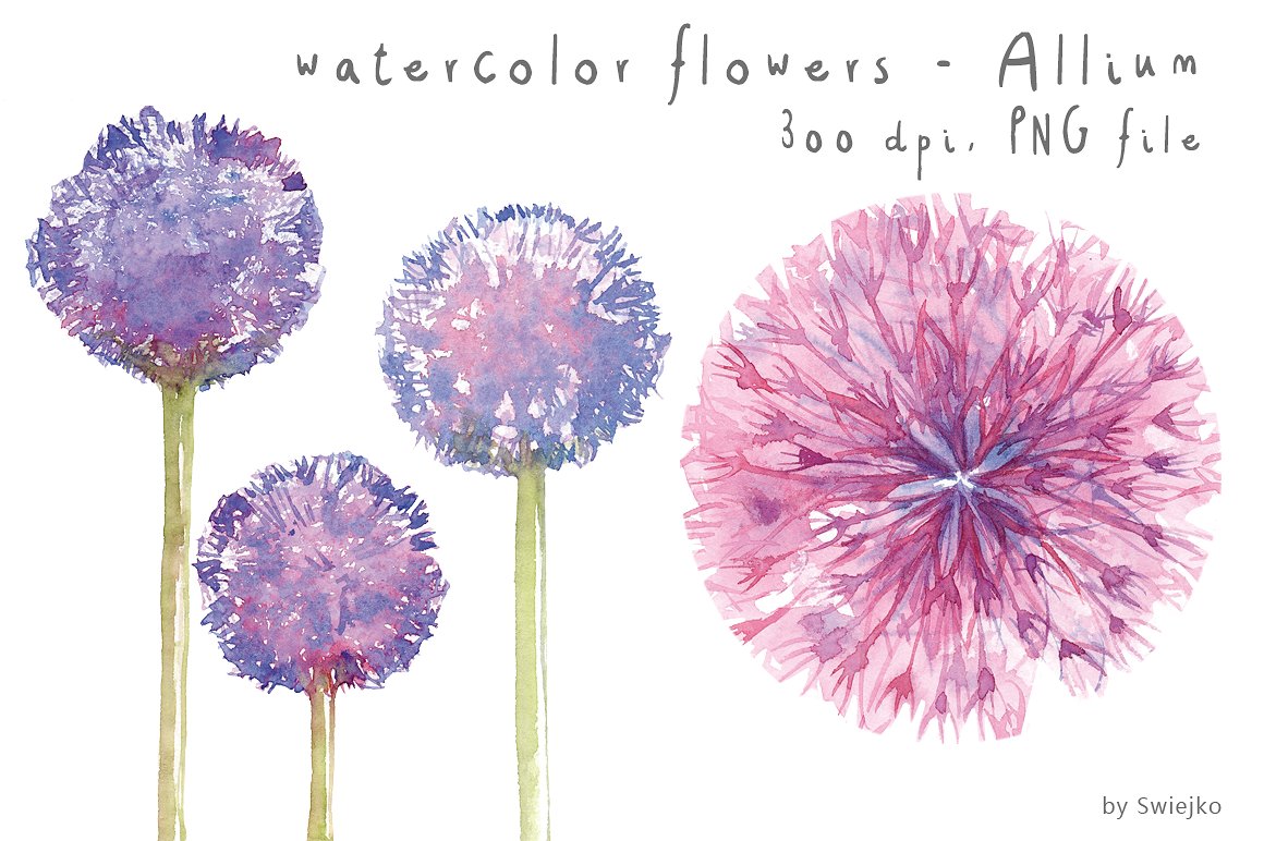 水彩蒲公英剪贴画 Watercolor Flowers, Floral插图