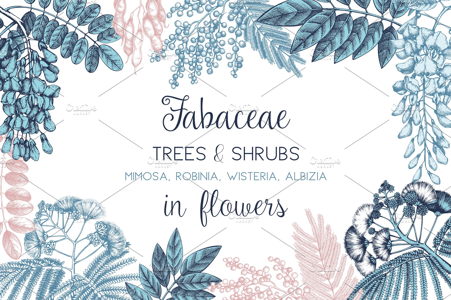 豆科植物和灌木手绘素描插画素材 Legumes Trees in Flowers Set插图