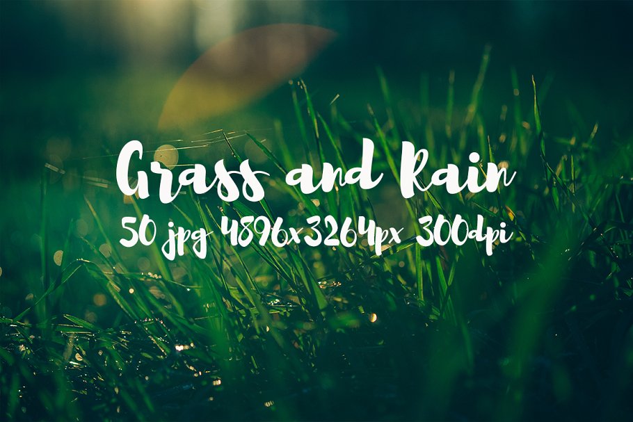 草与雨主题高清照片素材 Grass and rain photo pack插图(10)