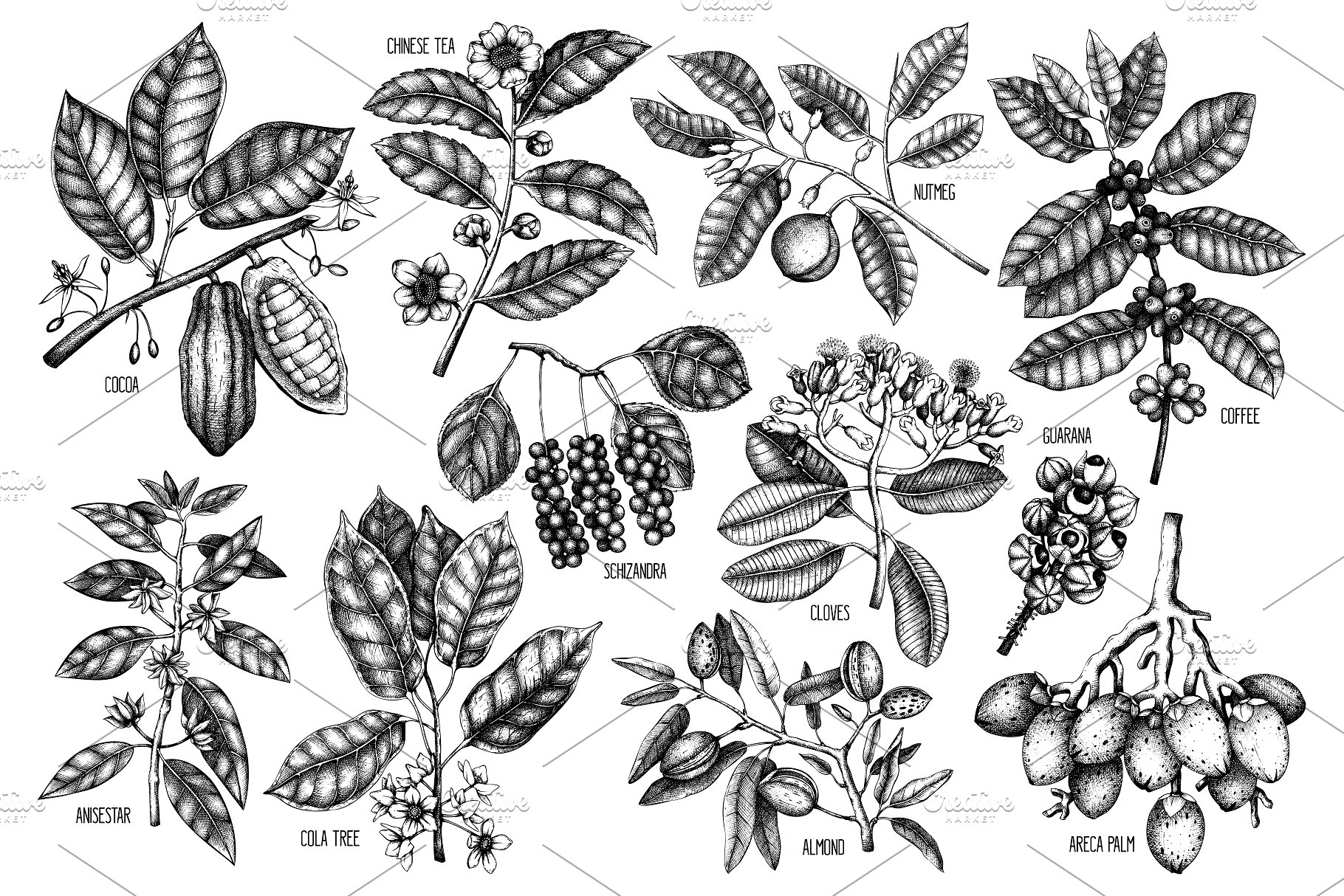 滋补辛辣植物素描矢量图形 Tonic & Spicy Plants Sketch Set插图(2)