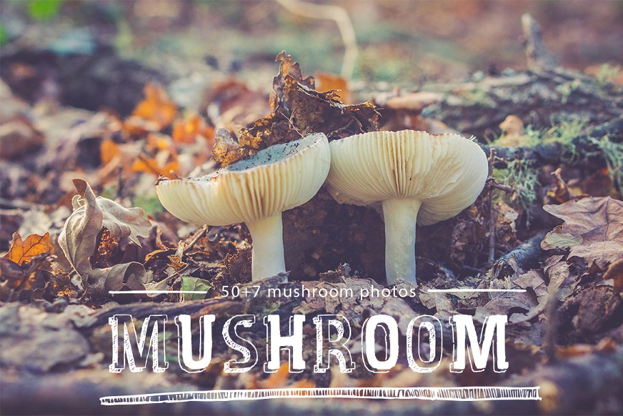 各种蘑菇高清照片素材 mushroom photo pack插图