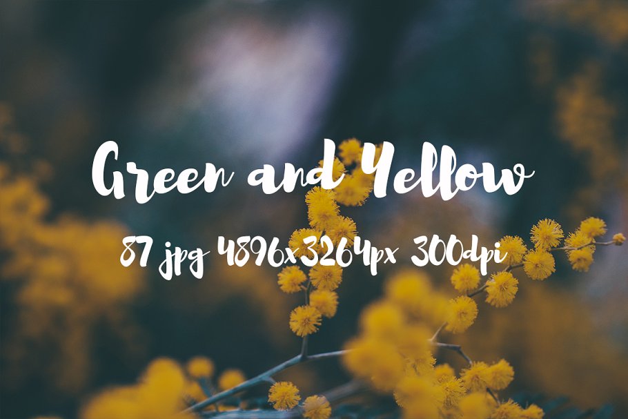绿色和黄色植物花卉摄影照片集 Green and yellow photo pack插图(11)