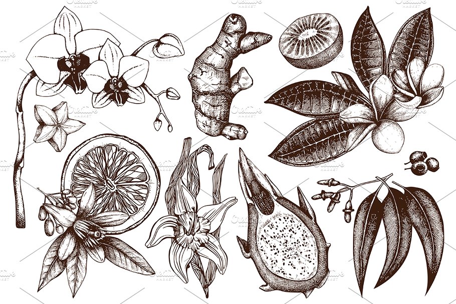 热带植物和花卉矢量图形 Vector Tropical Plants & Flowers插图(2)