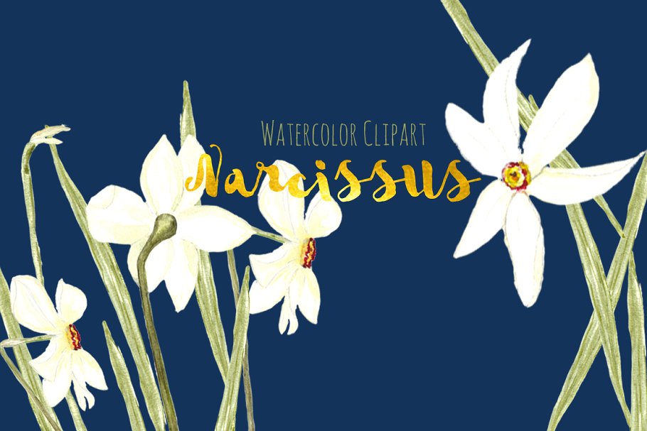 白水仙水彩剪贴画 White Narcissus Watercolor clipart插图(1)