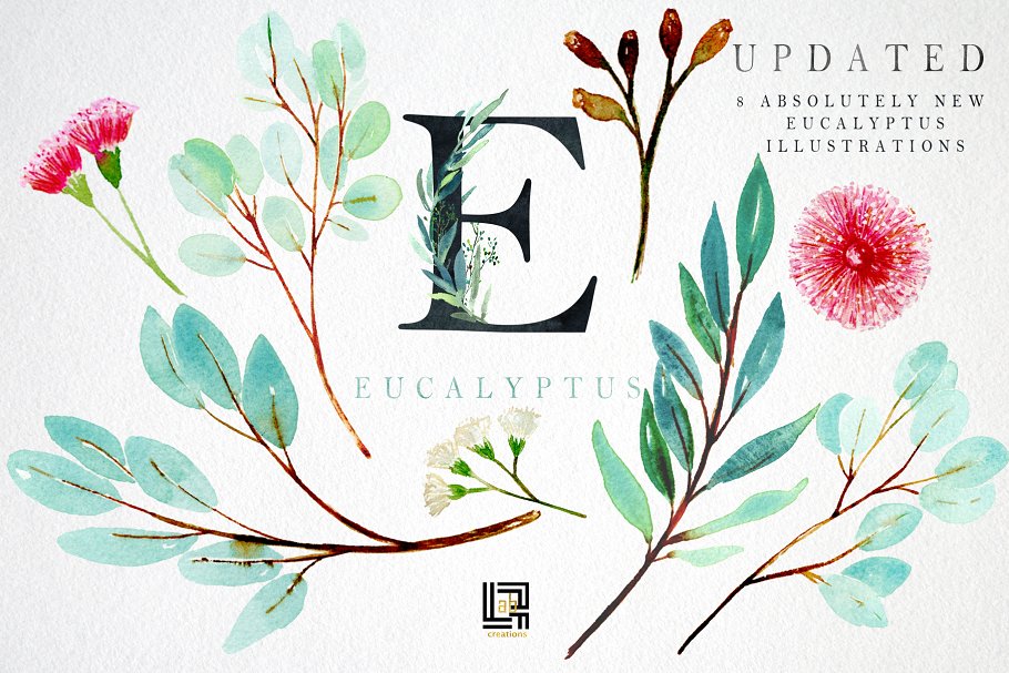 桉树叶水彩剪贴画&水彩装饰字体 Eucalyptus. Watercolor clipart.插图(8)