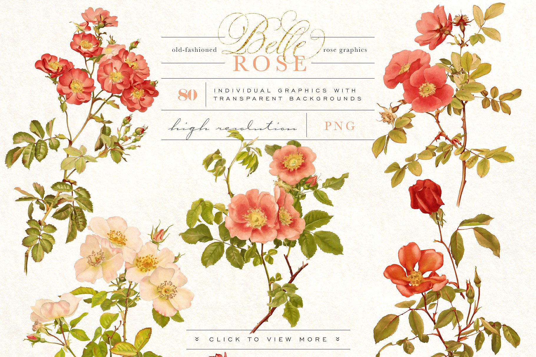 旧时尚老派水彩玫瑰花卉剪贴画合集 Belle Rose Antique Graphics Bundle插图(3)
