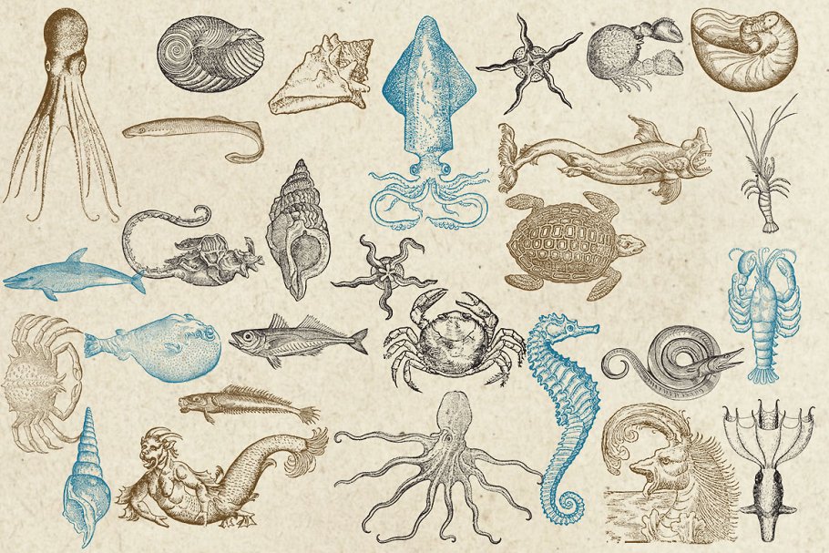 海洋生物旧书插画集 Antique Sea Creatures & Monsters插图(3)