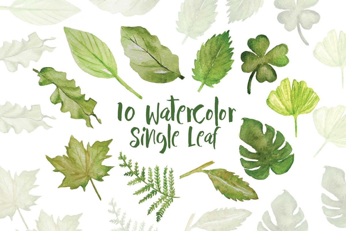 10款水彩单片绿叶插图素材 10 Watercolor Single Leaf Illustration插图