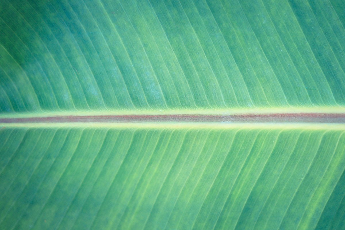 热带植物棕榈叶纹理背景插图(10)