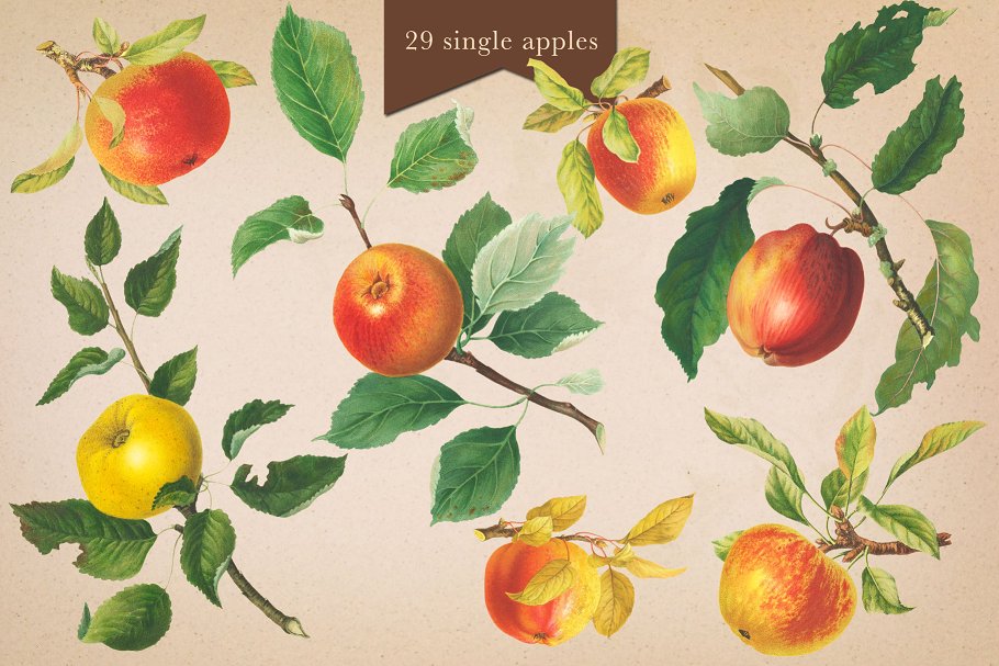 旧书水果插画素材集 Cider House Apple & Pear Graphics插图(3)