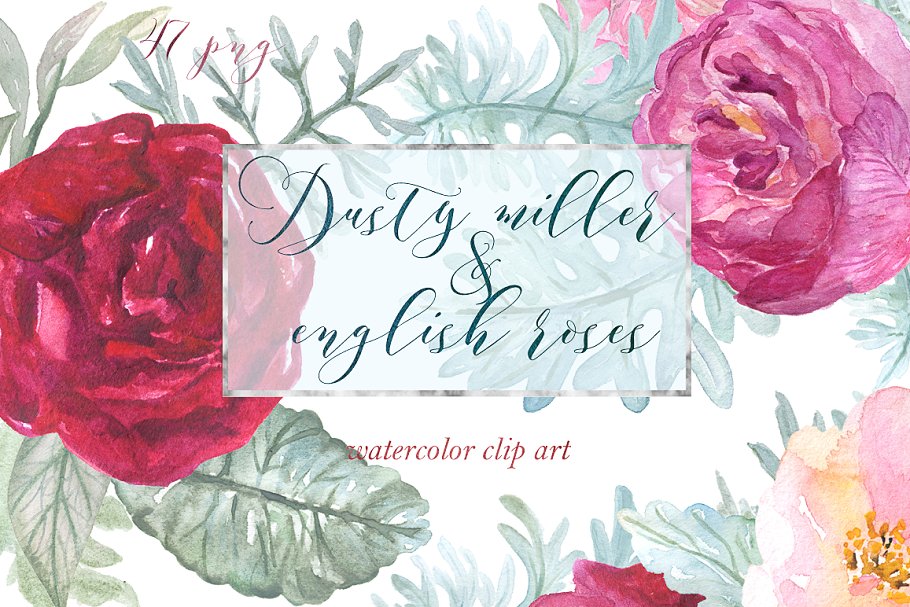 英国玫瑰花水彩剪贴画 Dusty miller & english roses clipart插图(2)