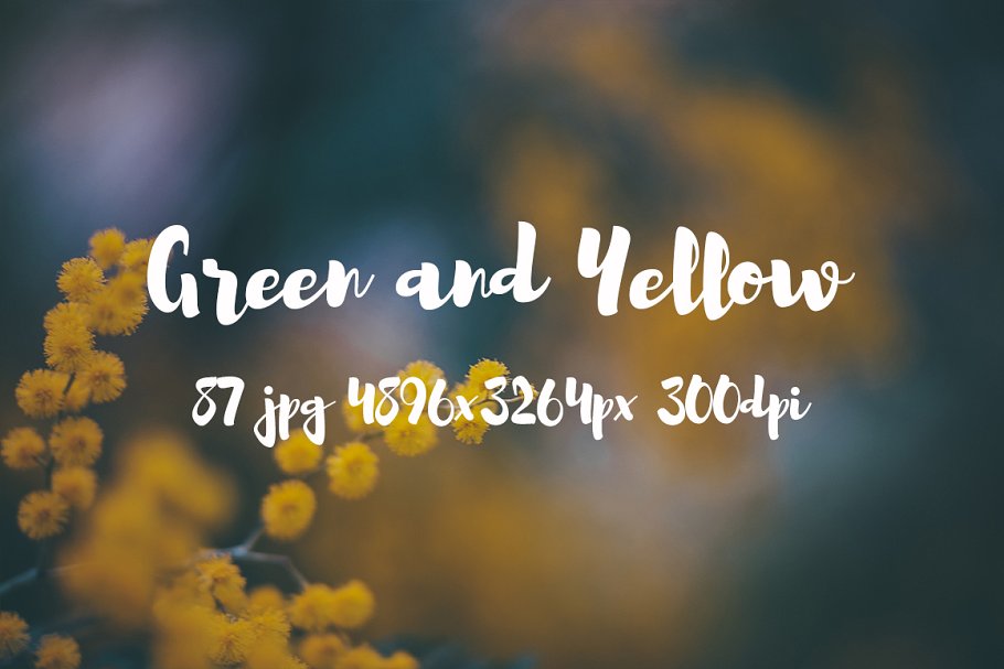 绿色和黄色植物花卉摄影照片集 Green and yellow photo pack插图(7)