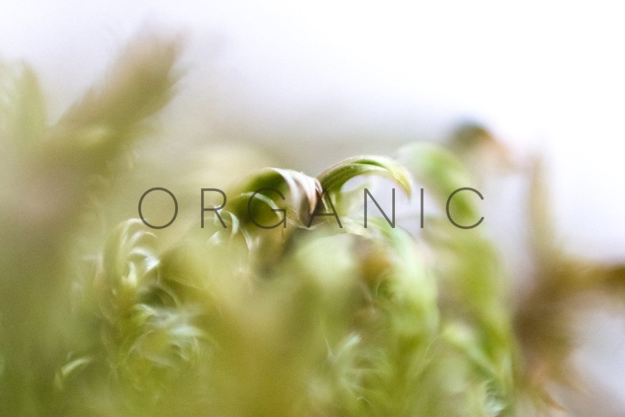 20张高清分辨率花卉植物特写镜头照片 Organic插图(7)