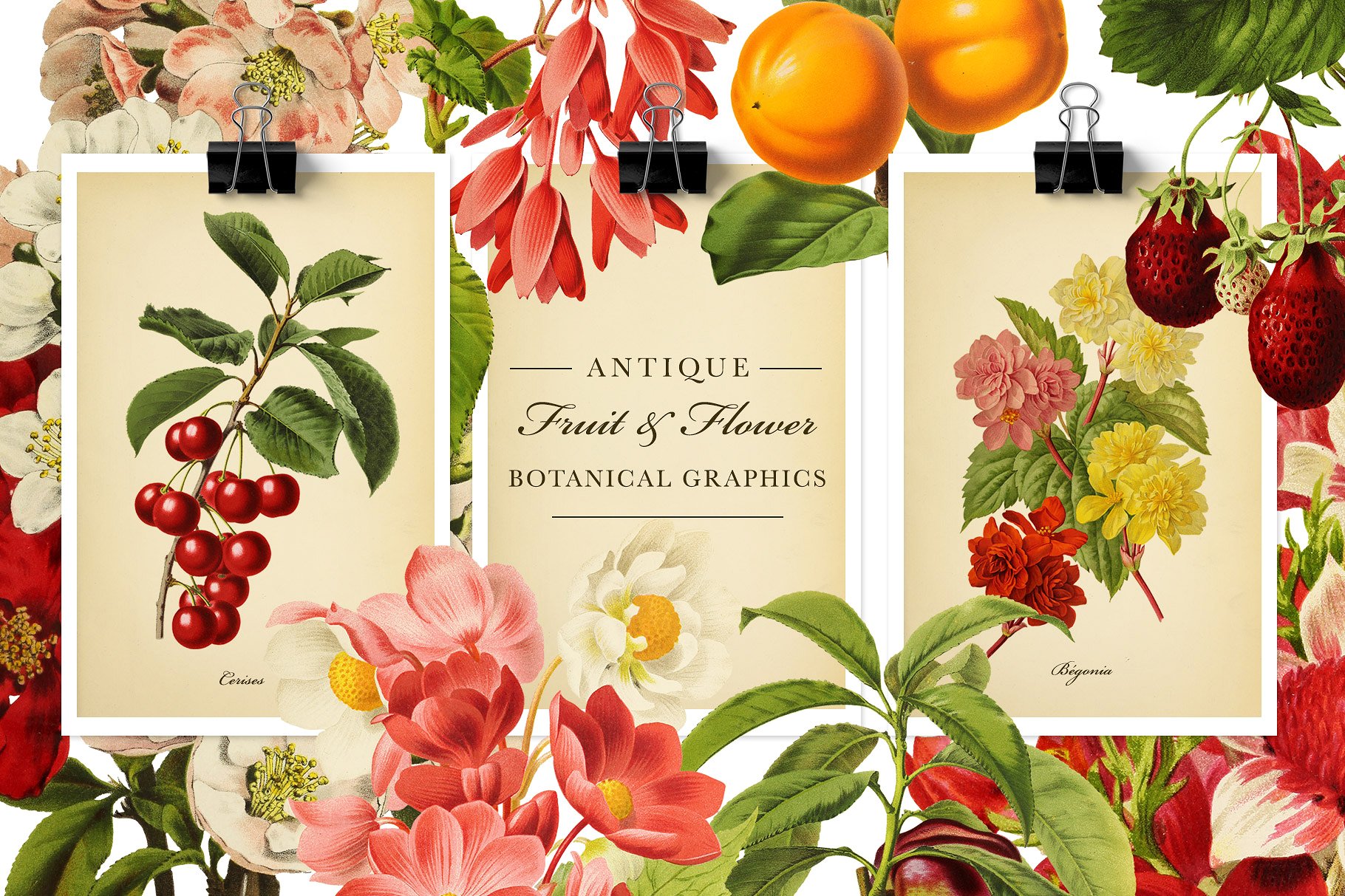 复古风格水果&花卉剪贴画素材 Antique Fruit & Flowers Graphics插图