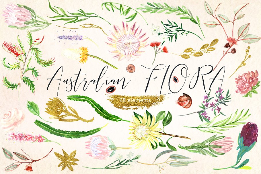 澳大利亚植物水彩剪贴画 Australian Flora Premium watercolor插图(5)