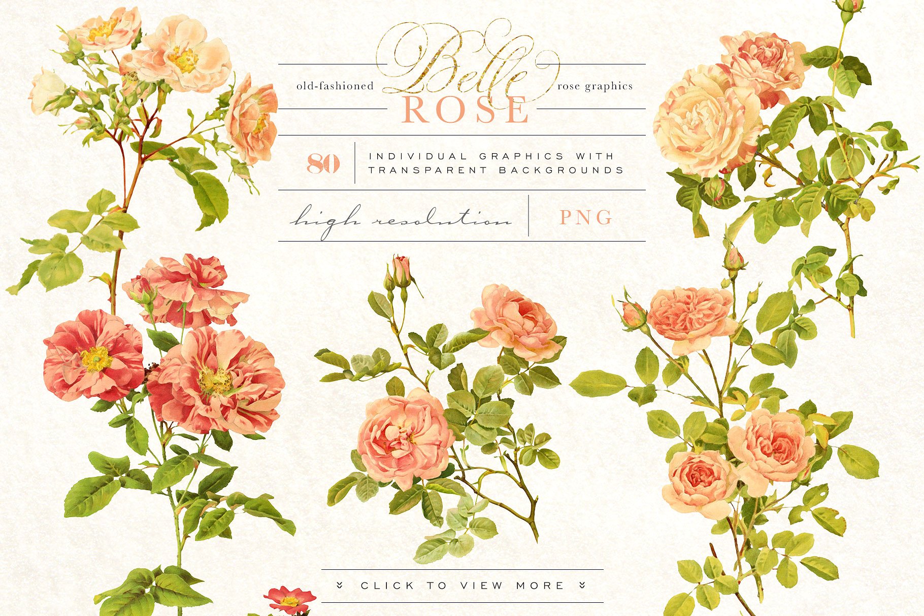 旧时尚老派水彩玫瑰花卉剪贴画合集 Belle Rose Antique Graphics Bundle插图(1)