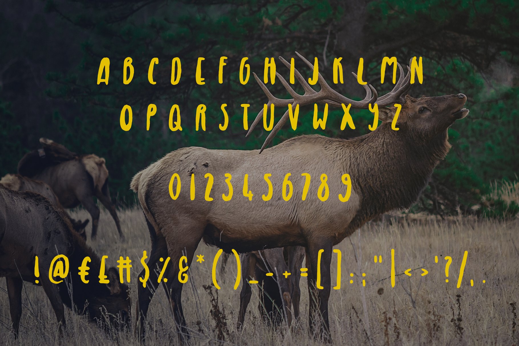无衬线英文书法字体 Royal Elk Font插图(1)