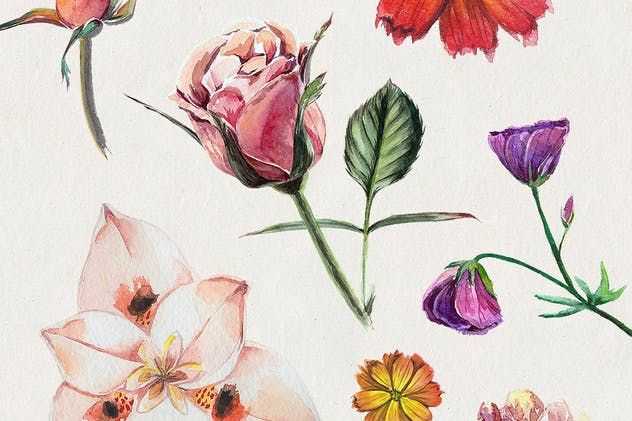 高品质水彩花卉插画合集 Florist: Watercolor Flowers Set插图(3)