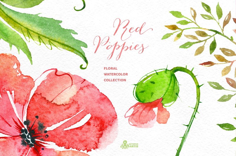 红色手绘水彩罂粟花卉元素 Red Poppies. Floral collection插图(2)