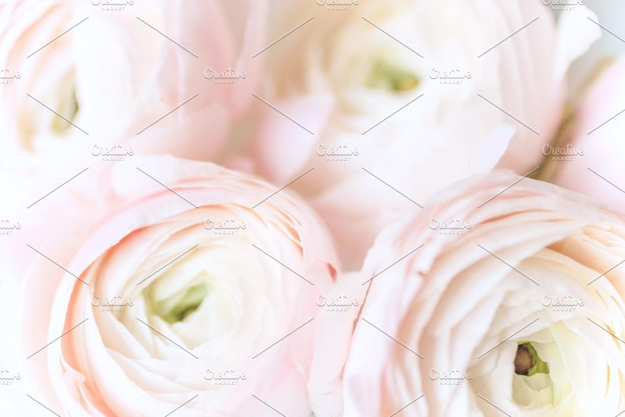粉红毛茛花卉装饰场景样机 Pink Ranunculus Bundle插图(11)