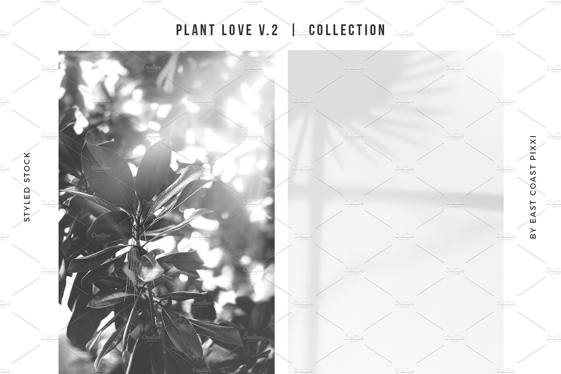 多风格植物叶子元素纹理 Plant Love V.2  Styled Stock Set插图(3)