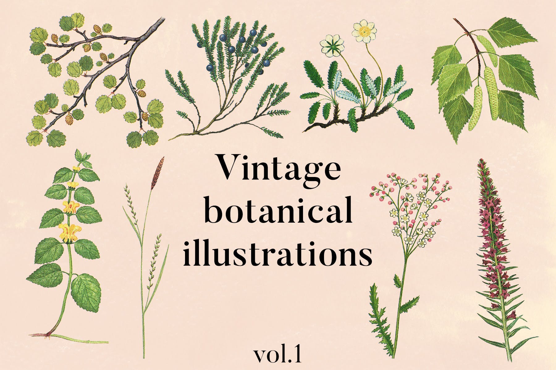 古籍书本植物手绘插画PNG素材v1 Vintage Botanical Illustrations Vol.1插图