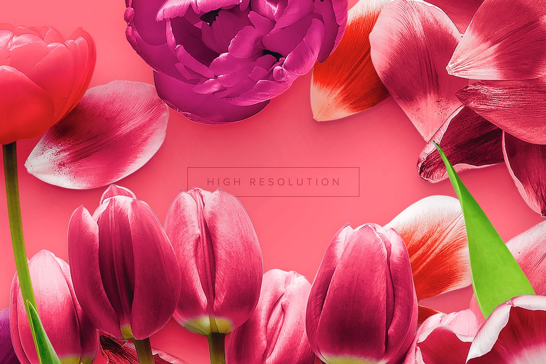 郁金香花卉场景样机 Flower Tulips Edition – Custom Scene[1.18GB]插图