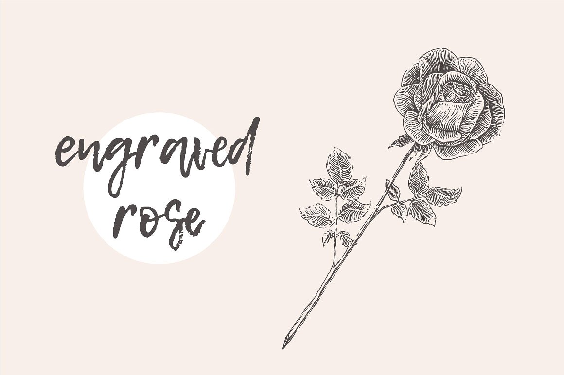 送人玫瑰手留余香意境素描图形 Illustration of a rose flower插图