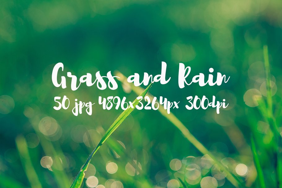 草与雨主题高清照片素材 Grass and rain photo pack插图(17)