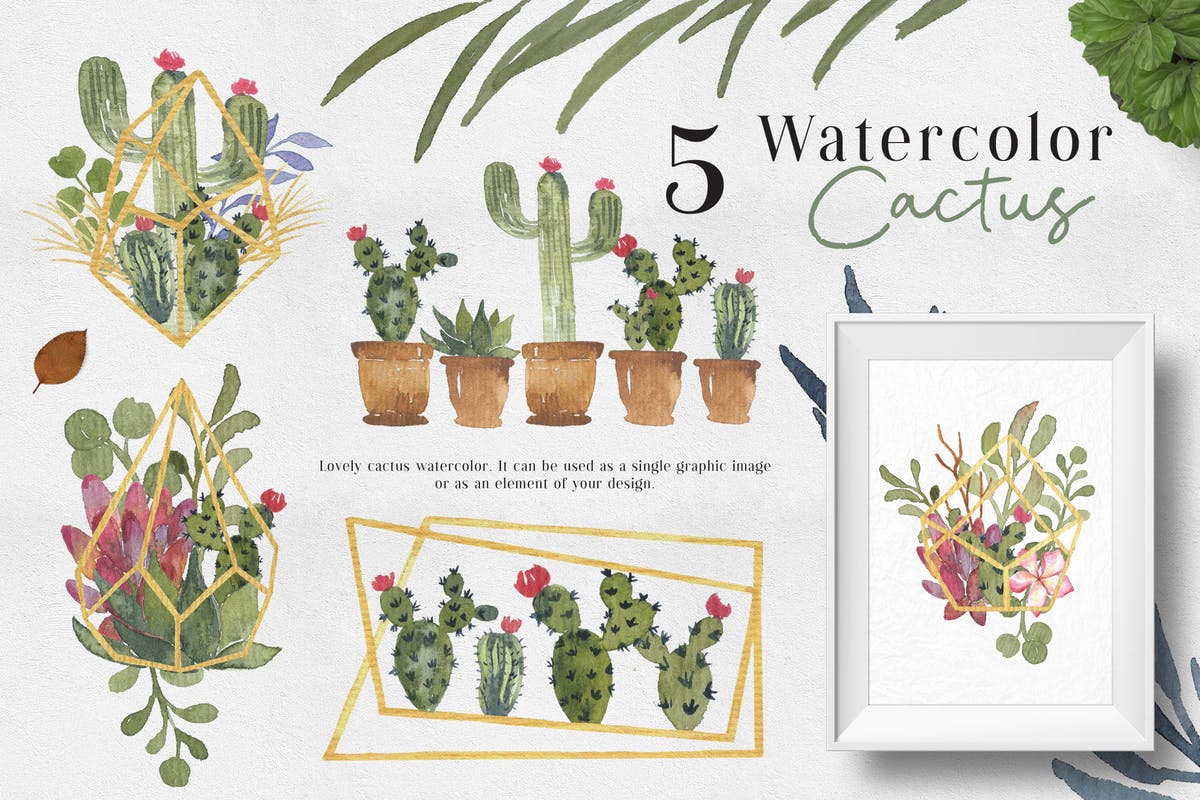 仙人掌植物手绘水彩插图 Ofi 5 Watercolor Cactus Graphic插图