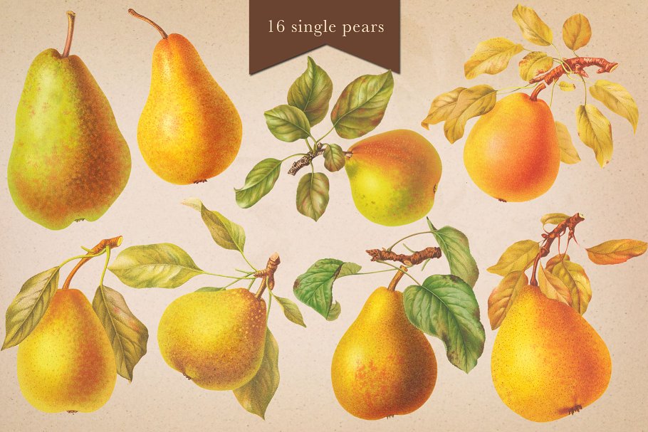 旧书水果插画素材集 Cider House Apple & Pear Graphics插图(9)