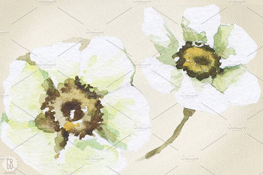 手绘逼真水彩花卉图像合集 Aquarelle white buttercup插图(2)