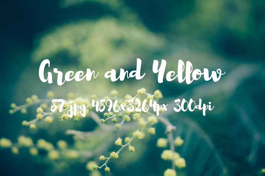 绿色和黄色植物花卉摄影照片集 Green and yellow photo pack插图(8)