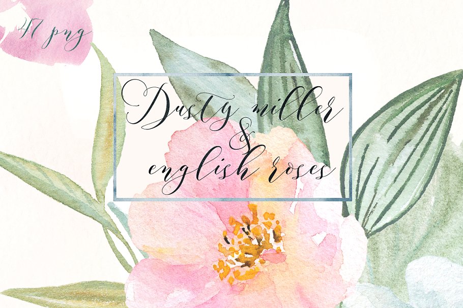 英国玫瑰花水彩剪贴画 Dusty miller & english roses clipart插图(6)