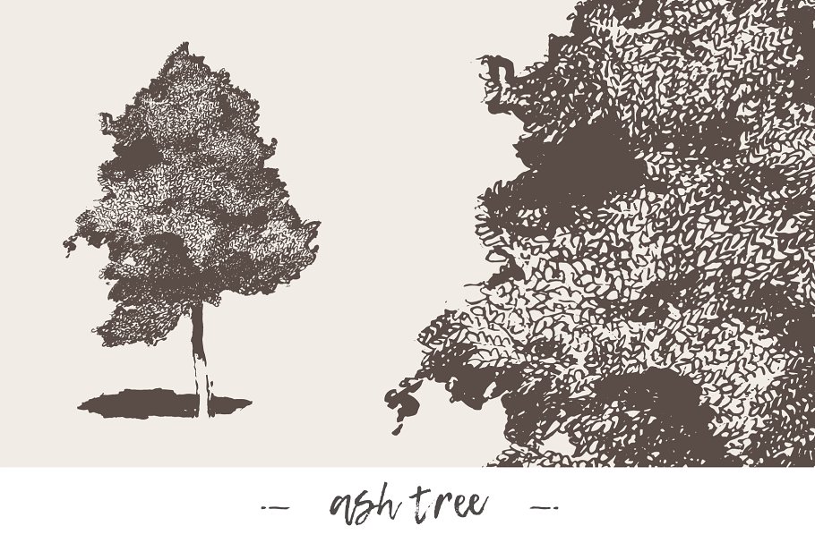 各种树木手绘矢量图形合集 Big collection of high detail trees插图(2)