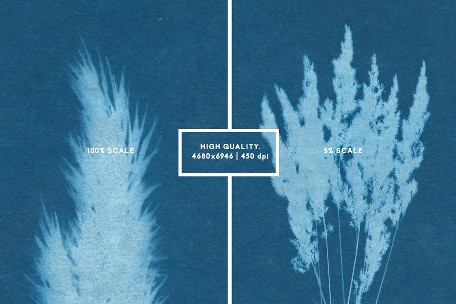 氰版风格花卉背景素材 FLORAL Cyanotype backgrounds插图(5)