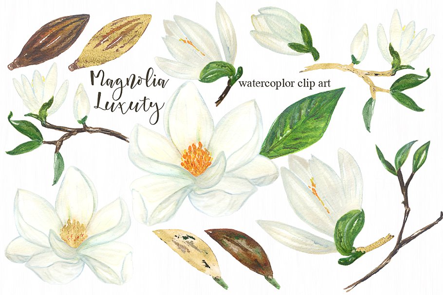 白玉兰花卉奢华剪贴画 Magnolia white luxury clipart插图(3)