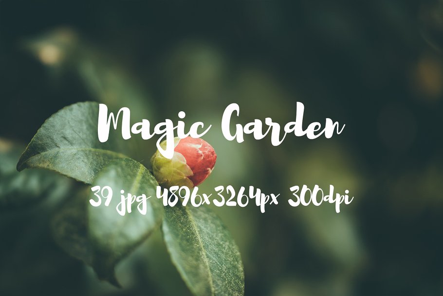 秘密花园花卉植物高清照片素材 Magic Garden photo pack插图(3)